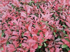 -小八仙·宴(三峡茶庄店)