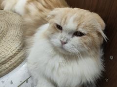 -喵园·猫主题咖啡厅·撸猫·猫咖(国贸店)