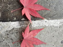 -苏州园林博物馆