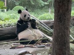 -都江堰中华大熊猫苑