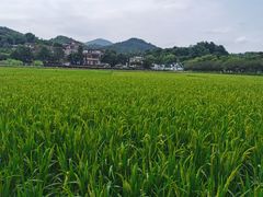 -红山村