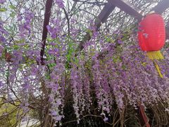 -天适樱花悠乐园