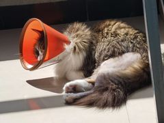 -美美宠物诊疗中心·异宠·骨科(滨江东信分院)