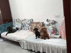 -瑞派福兴宠物医院犬猫全科·骨科·中西医结合(河东店)