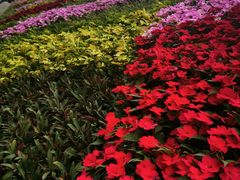 -深圳国际园林花卉博览园