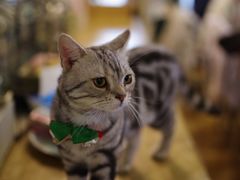 -共舞时光猫咖·狗咖(新街口店)