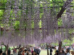 -嘉定紫藤园