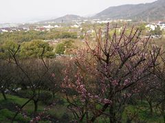 -香雪海