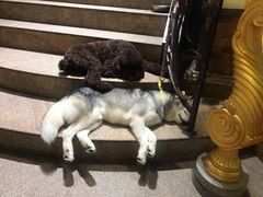 -more than meow吴止猫主题餐厅(承德 中船汇店)