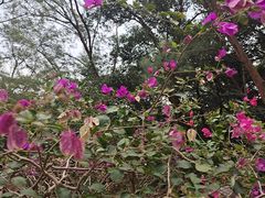 -罗浮山葛仙居菜馆