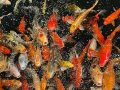 -龙悦湾酒家·八阵鱼生·渔人码头店