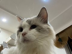 -楼上猫咖(罗湖店)