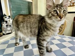 -猫小院猫主题餐厅(南锣旗舰店)