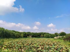 -申隆生态园-上海东方金融小镇