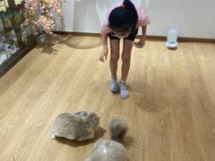 -1013 PET SHOP精品宠物商店(丁香店)