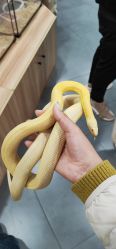 -Moni星球萌宠·小马宝莉·灵蛇·高端高阶全萌宠互动体验俱乐部(红豆国际广场店)