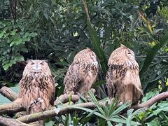 -广州长隆野生动物世界