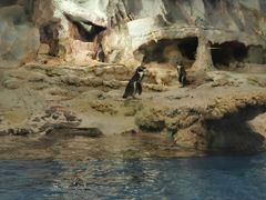 -帝企鹅自助餐厅•儿童岛•真企鹅(长隆企鹅酒店)