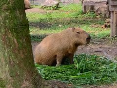 -上海野生动物园