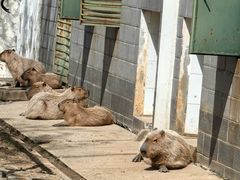 -合肥野生动物园