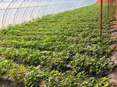 -昌平兴寿秀秀草莓采摘园