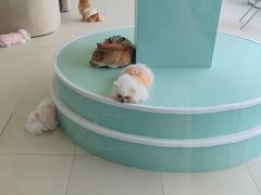 -怪兽屋·羊驼·猫咖·狗咖(俊华广场店)