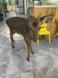 -神奇动物撸宠馆·羊驼·小浣熊·异宠(豫园店)