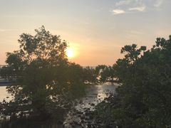 -宝安西湾红树林湿地公园