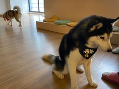 -Husky Go! 哈士奇体验馆·宠物咖啡厅狗咖