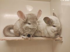 -龙猫仔乐园(惠福东路店)