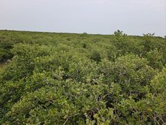 -北海金海湾红树林生态旅游区