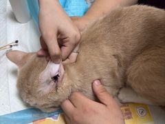 -纳吉亚猫专科动物医院博雅分院