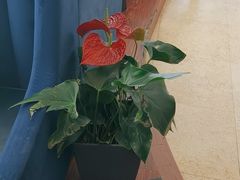 -花舍·新派粤菜·西餐·下午茶(亚运村·鸟巢店)