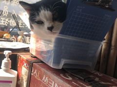 -喵屿·大理花园猫咖