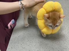 -安安宠医安欣宠物医院