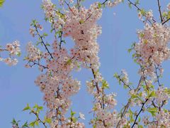 -顾村公园