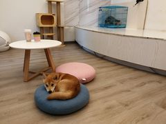 -浣熊柯尔鸭土拨鼠·电玩咖