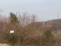 -北京西山国家森林公园