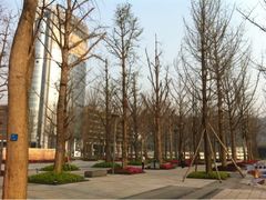 初春的银杏树-百林公园-两江幸福广场