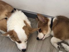 -浣熊柯尔鸭土拨鼠·电玩咖