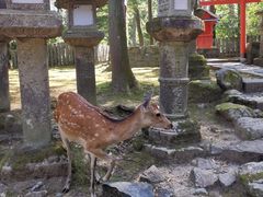 -奈良公园
