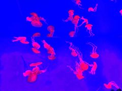 -瑞普利水族馆