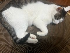 -康爱犬猫诊所·牙专科·骨外科·影像内科(丰宁店)