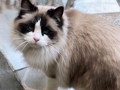 -喵屿·大理花园猫咖