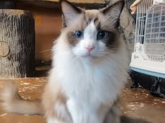 -猫猫幼稚园·撸猫·桌游·电玩