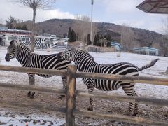 -大连森林动物园