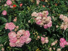 -人民公园(罗湖区)