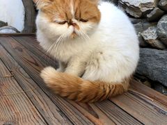 -喵屿·大理花园猫咖