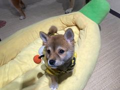 -逗柴咖啡屋·狗咖猫咖宠物桌游