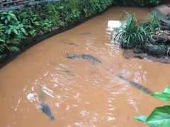 -海南热带野生动植物园